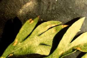 Cercospora leaf spot on carrot leaf.