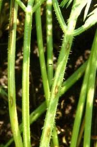 Cercospora leaf spot on carrot petiole.