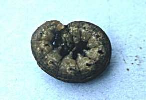 Figure 1. Black cutworm.