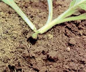 Figure 2. Characteristic damage from cutworm, cut seedling. 