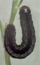 Figure 5. Black army cutworm. 