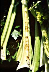 Figure 6. Damage to celery stalk from climbing cutworms