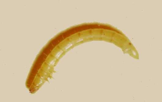 Figure 1. Ver fil-de-fer ou larve de taupin