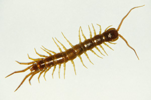 Centipede. Note the long legs, which extend out from the body. (Photo courtesy of Jim Kalisch, University of Nebraska-Lincoln)