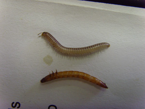 Millipede (top) versus wireworm (bottom). Wireworms have only 3 pairs of legs, all on the thorax, while millipedes have multiple pairs of legs, extending the length of the body. (Photo courtesy of Liane O'Keefe, University of Guelph)