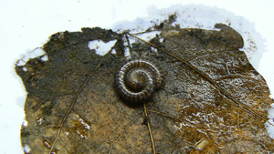 Cylindroiulus caeruleocinctus. 
