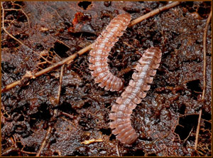 Pseudopolydesmus spp. (Photo courtesy of D.K.B. Cheung, University of Guelph)