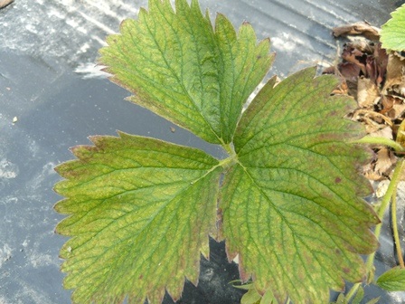 Two spotted spider mite damage in strawberries