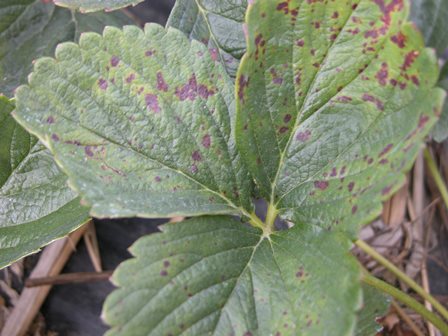 Powdery mildew damage to strawberry leaves