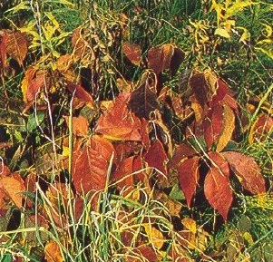 Poison-ivy may turn bright orange-red to wine-red in autumn.