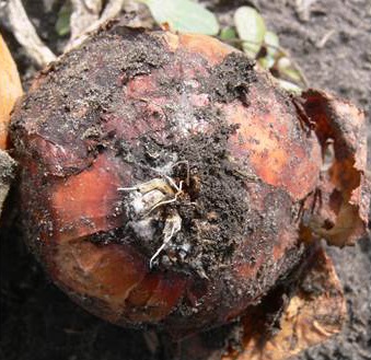 Souvent, les racines se détachent des bulbes d'oignon infectés par la pourriture basale fusarienne.