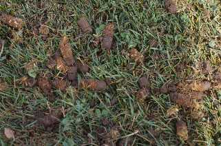 Figure 2. Carottes de terre laissées sur la pelouse après l'arération de celle-ci par carottage.