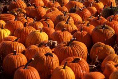 Figure 1. Pumpkins offer high visual impact in the market place.