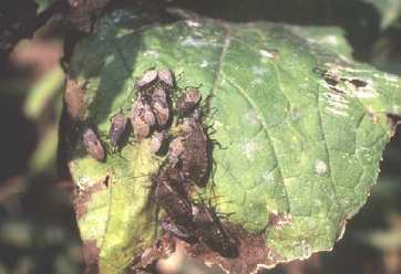 Figure 11. La punaise de la courge a une préférence pour les citrouilles. Les dommages sont habituellement confinés au feuillage et peuvent causer le flétrissement du plant dans les cas graves.