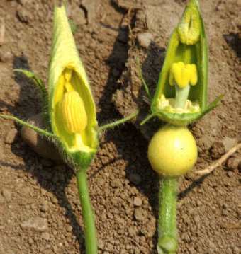 Fleurs mâle (à gauche) et femelle (à droite).