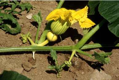 Figure 3. Developing fruit on female blossom, note swollen ovary on 1 day-old flower