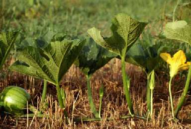 Figure 4. Male blossoms (at each node) do not form fruit, female blossom (far left) has been pollinated and is forming fruit