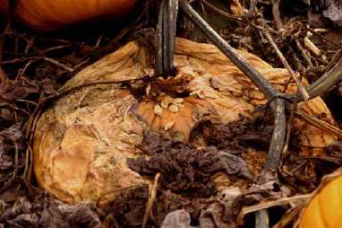 Figure 7. Phytopthora blight can cause the entire fruit to collapse.