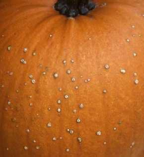 Figure 8. Oedema on pumpkin fruit appears as small (corky) raised whitish spots.