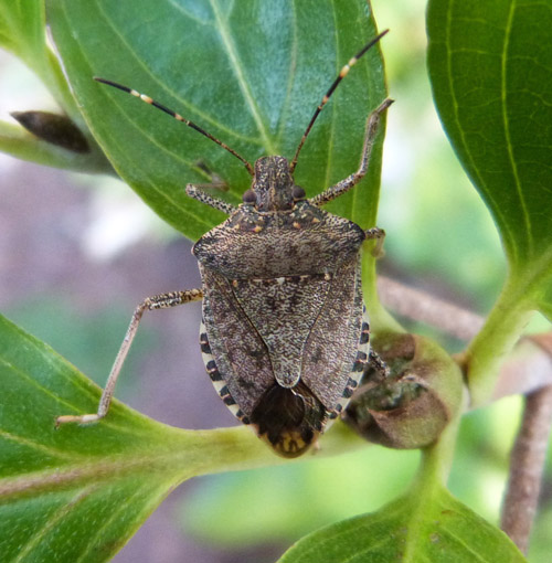 How to Get Rid of Stink Bugs in House - Tips for Killing Stink Bugs
