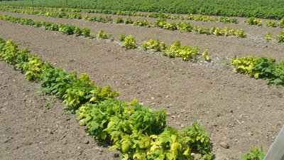 Symptoms of raspberry ringspot virus in primocane fruiting raspberries. Note the difference in varieties.