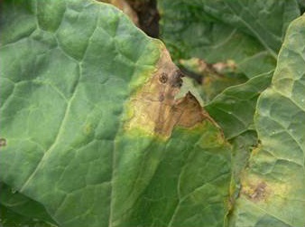 U-shaped lesion with black veins on edge of a leaf is a typical symptom of Black rot in cauliflower, Brussels sprouts and broccoli.