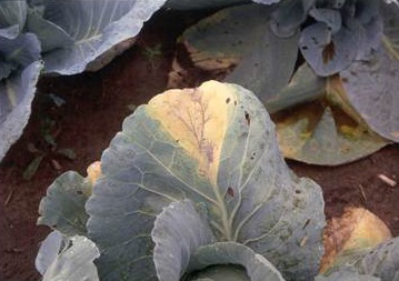 V-shaped lesions containing black veins extending from the edge of a cabbage leaf along a major vein are typical.
