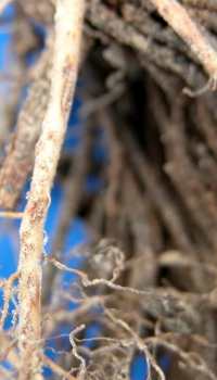 Figure 2. Lésions en forme d'égratignures sur des racines de fraisiers, pouvant avoir été causées par les nématodes des racines.