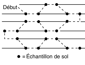 Figure 6. Schéma d'échantillonnage pour des cultures en rangs. 