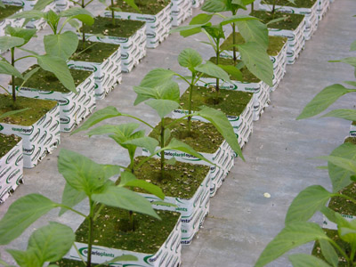 Figure 1. Photo of pepper transplants on clean floor in propagation house.
