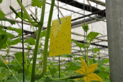 Figure 10. Photo of a yellow sticky card at top of canopy in older crop.