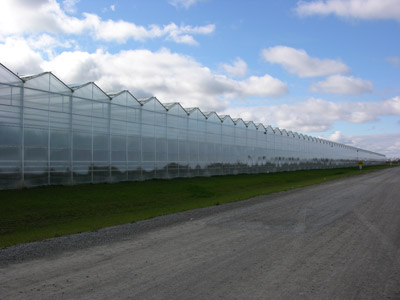 Figure 19. Photo showing a wide strip of lawn around a greenhouse to suppress growth of weeds.