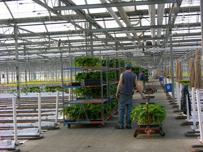 Figure 2. Photo of worker examining transplants about to be planted in production house.