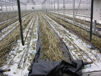 Figure 20. Photo showing the residue of old crop in the greenhouse. 