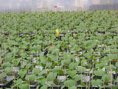 Figure 3. Photo showing yellow sticky card used for monitoring of pests in cucumber seedlings.
