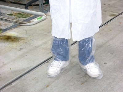 Figure 5. Photo of a visitor to the greenhouse dressed in lab coat and plastic shoe covers.