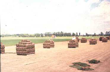 Figure 6. Pallets of sod in field. 