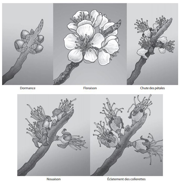 Figure 3 - Illustration de la formation des abricots aux stades suivants : dormance, floraison, chute des pétales, nouaison, éclatement des collerettes. 
