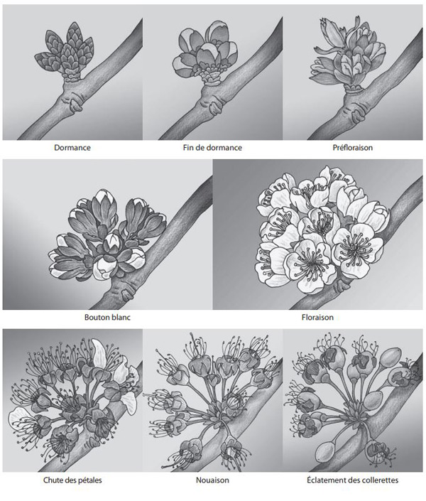 Figure 4 - Illustration de la formation des cerises aux stades suivants : dormance, fin de dormance, préfloraison, bouton blanc, floraison, chute des pétales, nouaison, éclatement des collerettes. 