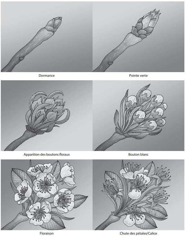 Figure 6 - Illustration de la formation des poires aux stades suivants : dormance, pointe verte, apparition des boutons floraux, bouton blanc, floraison, chute des pétales ou calice. 