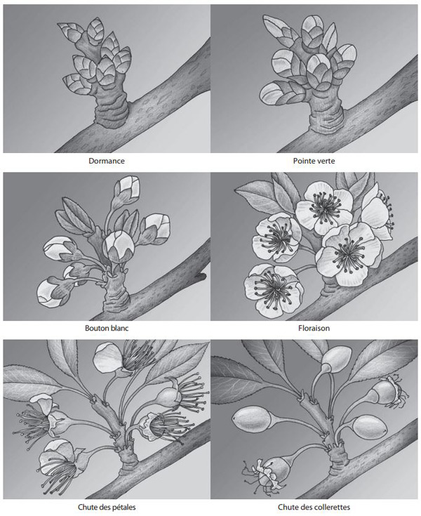 Figure 7 - Illustration de la formation des prunes aux stades suivants : dormance, pointe verte, bouton blanc, floraison, chute des pétales, chute des collerettes. 