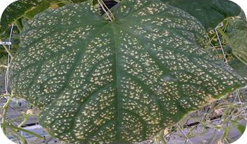 Severe cucumber leaf oedema