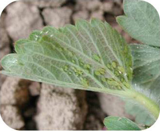 Figure 1: Aphids on new growth of strawberry plant.