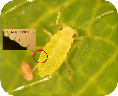 Figure 2: Strawberry aphid, identified by knobs on the end of each hair. 