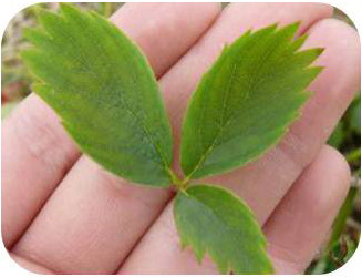 Asymmetrical Leaves.