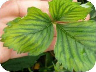 Interveinal chlorosis.
