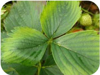 Interveinal chlorosis.