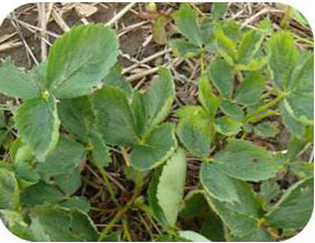 Cupped leaves.