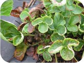 Cupped leaves.