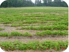 Patchy field and stunted plants.